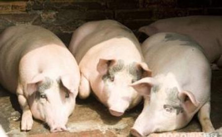 防治猪流感的四个小偏方