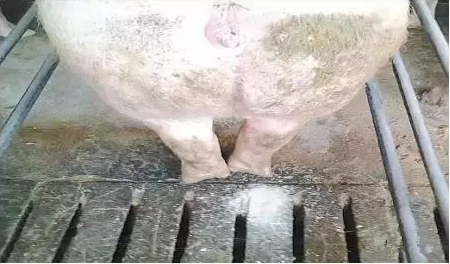  水质原来这么重要，你的猪喝到干净水了吗？