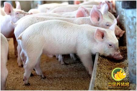 都是啥原因导致猪的生长缓慢？
