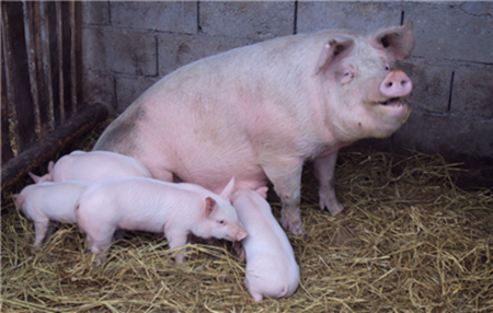 母猪的饲料配方和营养