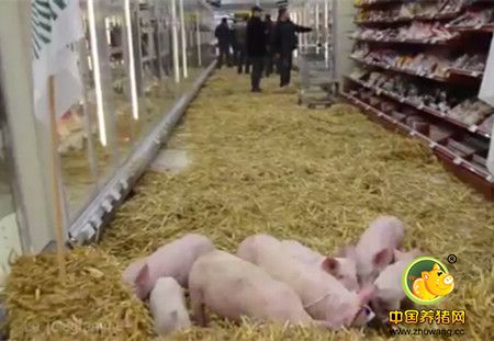 法媒：中国2016年进口300万吨法国猪肉 拯救法养猪业？！