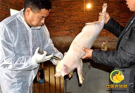 养猪最大的隐患就是猪场免疫，你做的对吗？