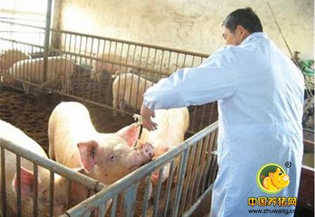 为什么猪场免疫老做不好？养猪人必须知道的疫苗知识