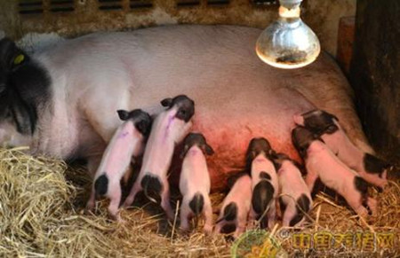 影响猪产仔数与出生重四大因素有哪些？