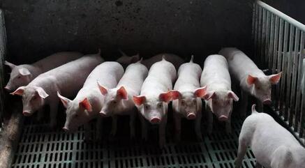 家庭农场是不是未来养猪业主力军？大佬们观点各异