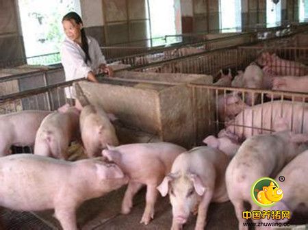 养猪场中不是所有的死亡都和疾病有关，读完你就懂了还有哪些需要注意细节！