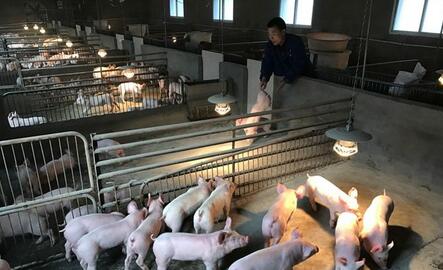 湖北"猪老板"春节喜添"新丁" 一天接生30多头小猪