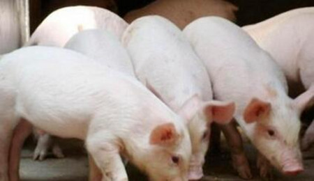 国外养猪增重6个新方法