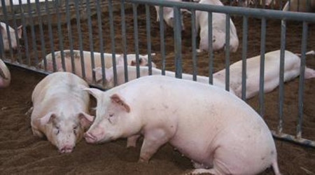 发酵床能为猪补充蛋白质？