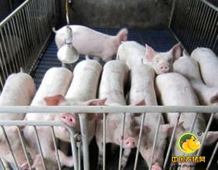 叶酸对养猪生产的作用