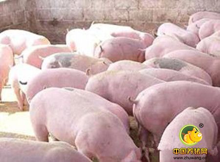 维生素Ｅ对养猪的重要性