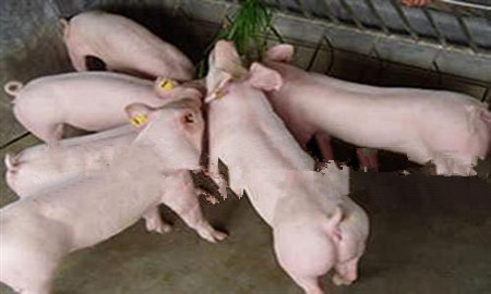 养猪场集约化是什么意思，为什么猪场人药兽用