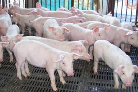 猪场内猪病防治中如何正确使用林可霉素