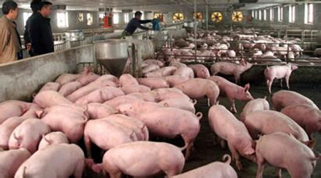 冬季养猪严控粪便污染