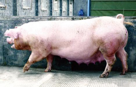 母猪分阶段限喂与微量营养需求间的矛盾