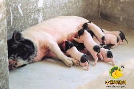 母猪分娩时该如何铺草保护新生仔猪？