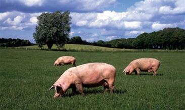 2017年养猪有变数吗？还能不能赚钱呢？
