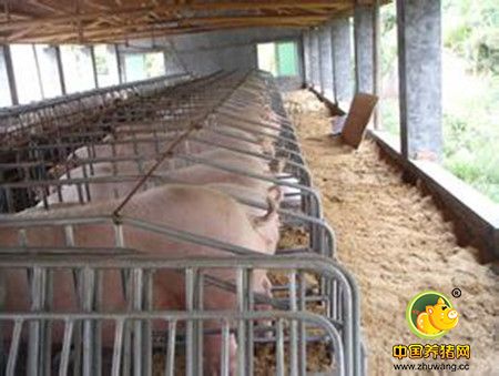 小规模养猪管理 圈舍环境独立很重要