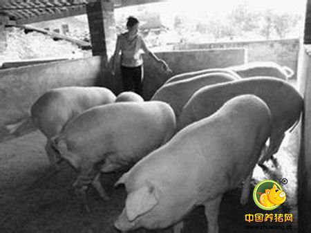 养猪的核心在于观念的转变，然后养殖户才可以放心大胆的赚钱