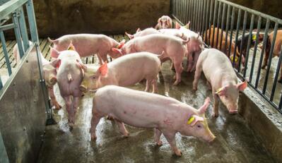 揭秘农业部生猪屠宰和海关猪肉进口数据的背后
