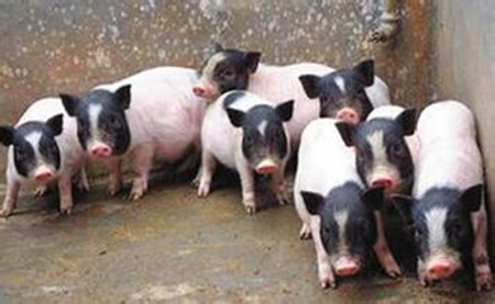 选择优质饲料 高猪群免疫力