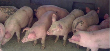 影响母猪繁殖性能的维生素