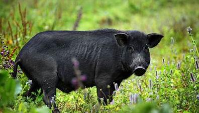 古法养猪有赚头 黑猪价格竟然是常规猪价的2.5倍