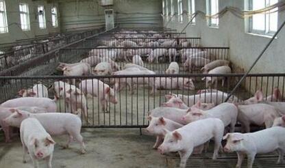泰国畜牧厅称严控春节肉制品药物残留超标