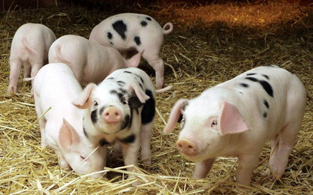 怎样才能促进猪只的消化与吸收？