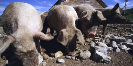 现在猪价冰火两重天，17年对专业育肥是巨大考验的一年