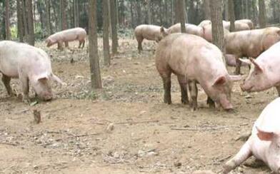 湖南一“矿老板”转行养猪，带领村民发家致富