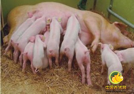 判断母猪是否要临产的最简单办法