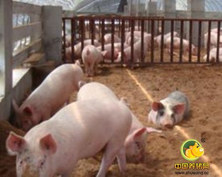 猪场如何提高养猪料肉比？