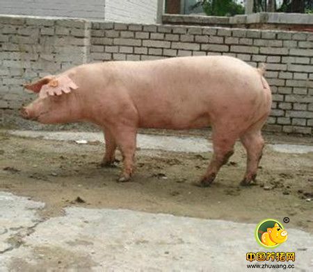 不同阶段母猪对维生素营养的需求