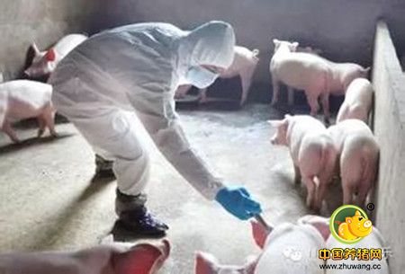 公猪繁殖障碍大致有三种情况的预防