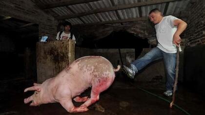 违法搭售私宰肉，私宰生猪超1.3万头，市民发现及时举报