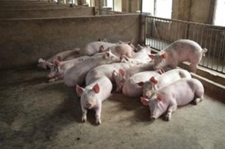 养猪技术-猪场如何做好饲料调整