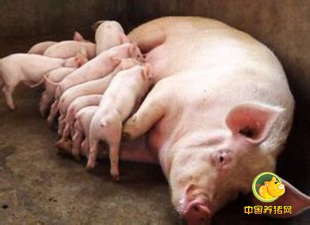 母猪产程过长原因剖析及其防治