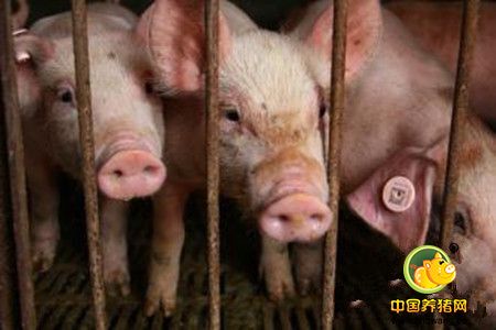猪繁殖障碍的发生原因及防治