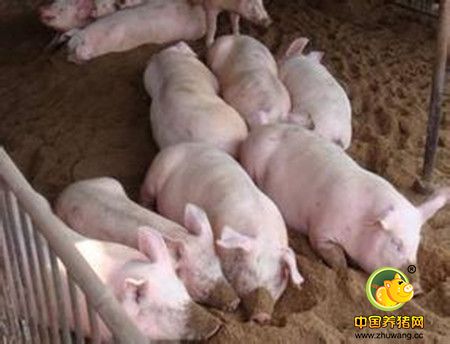 生长育肥猪营养补充方法