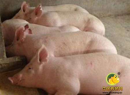 发酵豆粕饲养乳猪可预防乳猪营养性腹泻