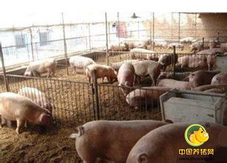 硝呋烯腙在动物养殖中的作用及应用
