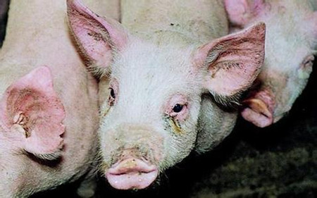 猪场常见非病毒性呼吸系统疾病分析及对应敏感药物