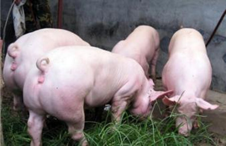 中小型养猪场猪瘟猪肺疫气喘各种传染病，要根治！