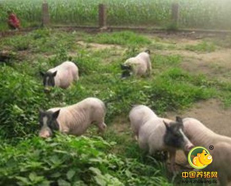 拉脱维亚再次在养猪场发现非洲猪瘟病毒将扑杀1万头猪