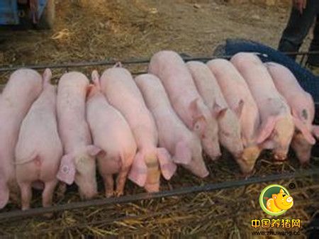 哺乳仔猪的培育