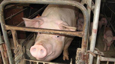 哺乳母猪的营养调控研究进展