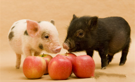 国内生猪市场将出现新变化！
