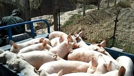 37人春节离家学习养猪，天邦股份百万生猪项目动真格
