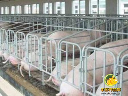 养猪生产经营“八点法则“教你做一个优秀的养殖大户！